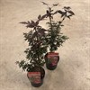 ACER 19 CM PALMATUM